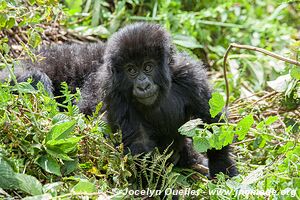 Forêt impénétrable de Bwindi - Ouganda