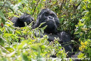  Bwindi Impenetrable Forest - Uganda