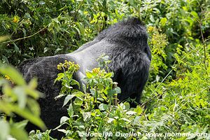 Forêt impénétrable de Bwindi - Ouganda