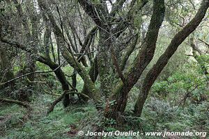 Forêt impénétrable de Bwindi - Ouganda