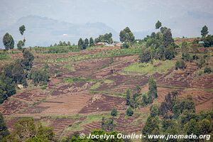 Forêt impénétrable de Bwindi - Ouganda