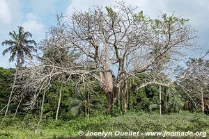 Pemba - Tanzania