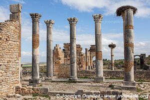 Volubilis - Maroc