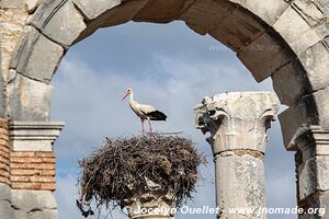 Volubilis - Morocco