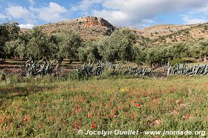 Moulay Driss Zerhoun - Maroc