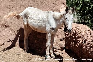 Trek north of Kalaat M'Gouna - Morocco