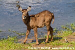 Parc national de Tarangire - Tanzanie