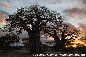 Parc national de Tarangire - Tanzanie