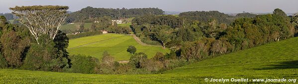 Mufundi - Tanzanie