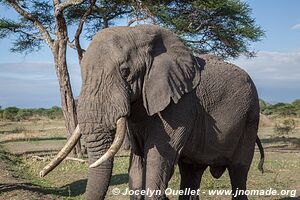 Parc national de Tarangire - Tanzanie