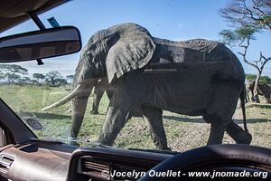 Parc national de Tarangire - Tanzanie