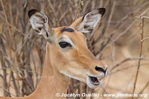 Ruaha National Park - Tanzania