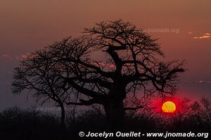 Ruaha National Park - Tanzania