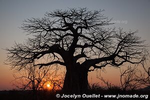 Ruaha National Park - Tanzania