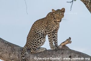 Parc national de Ruaha - Tanzanie