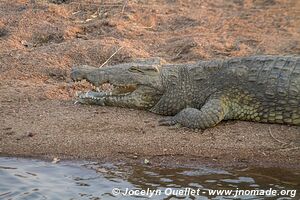 Ruaha National Park - Tanzania