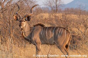 Ruaha National Park - Tanzania