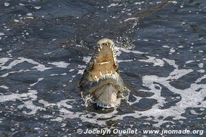 Ruaha National Park - Tanzania