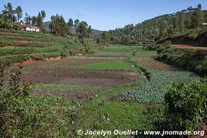 Usambara Mountains - Tanzania