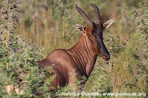 Ruma National Park - Kenya