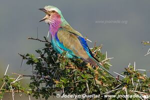 Parc national de Ruma - Kenya