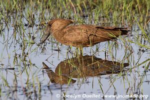 Ruma National Park - Kenya