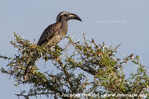 Parc national de Ruma - Kenya