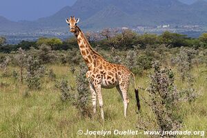 Ruma National Park - Kenya