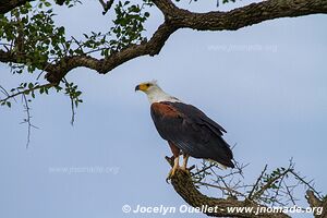 Parc national de Ruma - Kenya