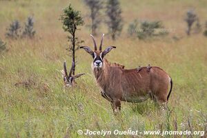 Parc national de Ruma - Kenya