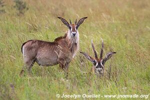 Ruma National Park - Kenya