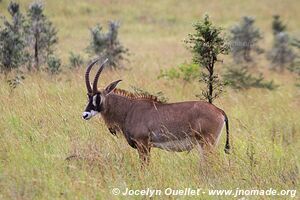 Parc national de Ruma - Kenya