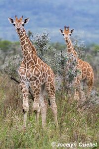 Ruma National Park - Kenya