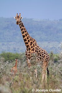 Parc national de Ruma - Kenya