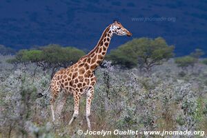 Parc national de Ruma - Kenya