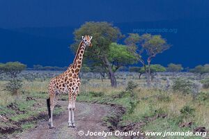 Ruma National Park - Kenya