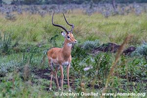 Parc national de Ruma - Kenya