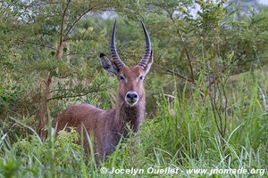 Ruma National Park - Kenya