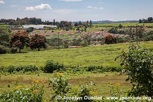 Kericho Region - Kenya