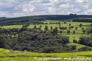 Kericho Region - Kenya