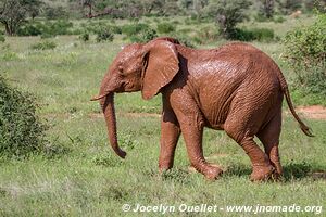 Réserve nationale de Samburu - Kenya