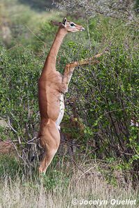 Réserve nationale de Samburu - Kenya