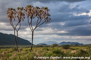 Réserve nationale de Samburu - Kenya