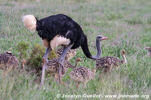 Samburu National Reserve - Kenya