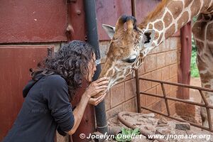 Giraffe Centre - Nairobi - Kenya