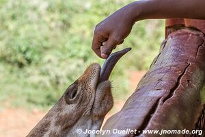 Giraffe Centre - Nairobi - Kenya