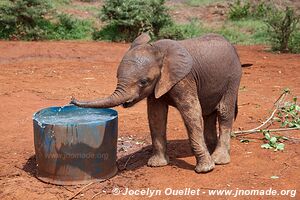 David Sheldrick Sanctuary - Nairobi - Kenya