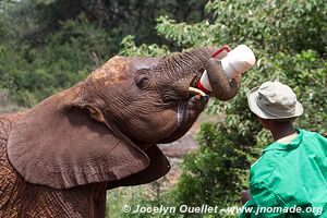 David Sheldrick Sanctuary - Nairobi - Kenya