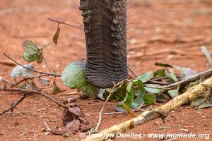 David Sheldrick Sanctuary - Nairobi - Kenya