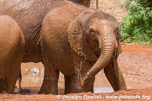 David Sheldrick Sanctuary - Nairobi - Kenya